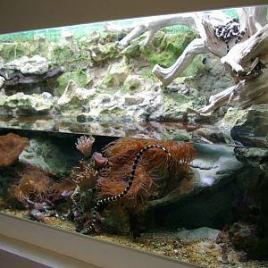 seasnake tank