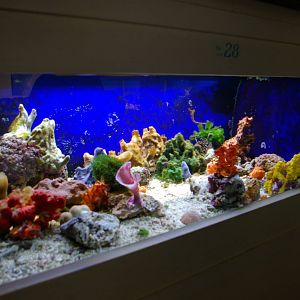 small coral tank