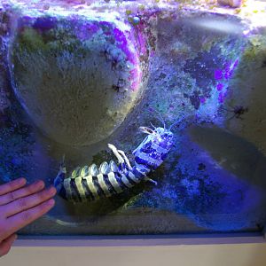 monster mantis shrimp