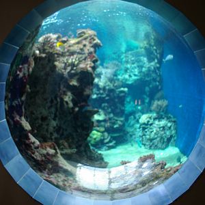 porthole viewing into main marine tank
