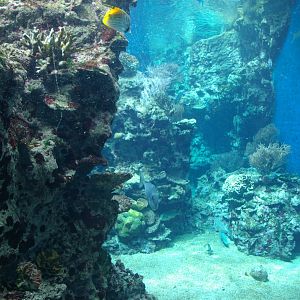 main marine tank (through the porthole)