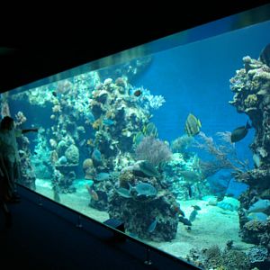 main marine tank (the front window)