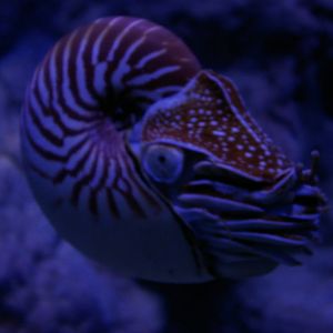 New Caledonian nautilus (Nautilus macromphalus)