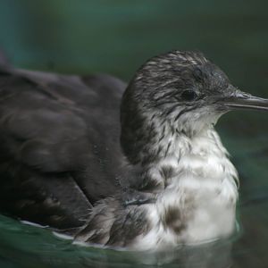 Fluttering Shearwater (Puffinus gavia)