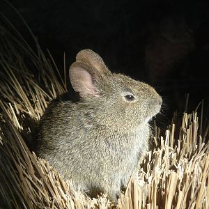 Volcano Rabbit or Teporingo Los Coyotes Zoo