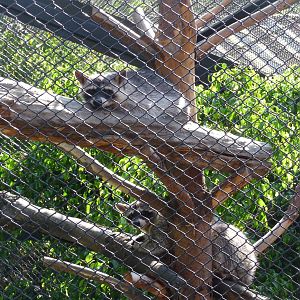Raccoons Los Coyotes Zoo