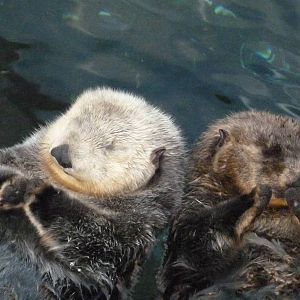 Oceanário de Lisboa 2011