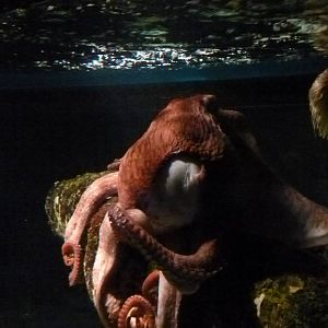 Oceanário de Lisboa 2011