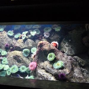 Oceanário de Lisboa 2011