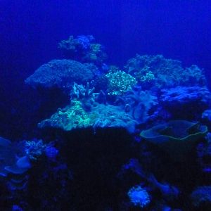 Oceanário de Lisboa 2011