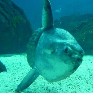 Oceanário de Lisboa 2011