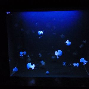 Oceanário de Lisboa 2011