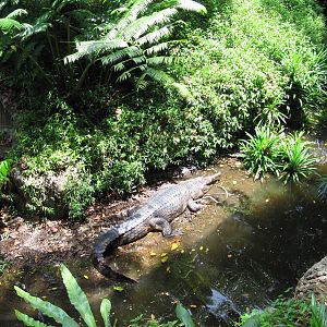 Treetops Trail - Tomistoma