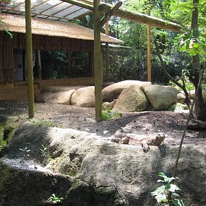 Reptile Garden - Komodo Dragon
