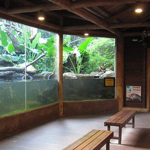 Proboscis Monkey exhibit - Painted Terrapin