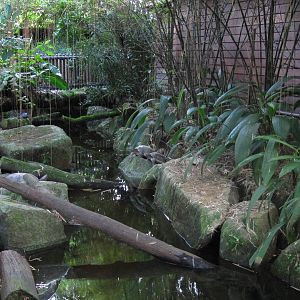Proboscis Monkey exhibit - Giant Asian Pond Turtle