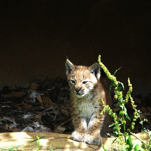 Lynx Kitten 13th July 2011