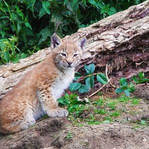 Lynx Kitten 13th July 2011
