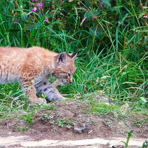 Lynx Kitten 13th July 2011