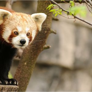 Red panda