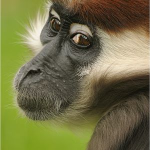 Red-capped mangabey