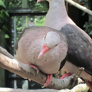 Mauritius Pink Pigeon