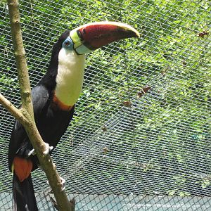 Red billed Toucan