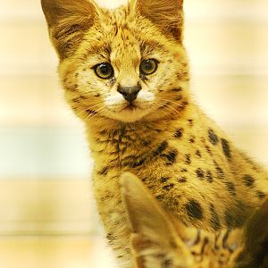 Young Serval at Tierpark Berlin
