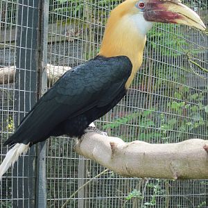 Blyth's Hornbill (Papuan Hornbill)