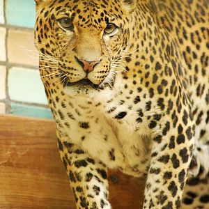 Javan leopard Wuppi
