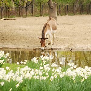 The kiang takes a drink