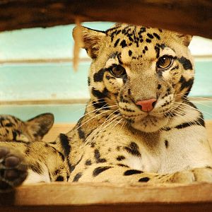 Indochinese clouded leopard inside the Brehm house