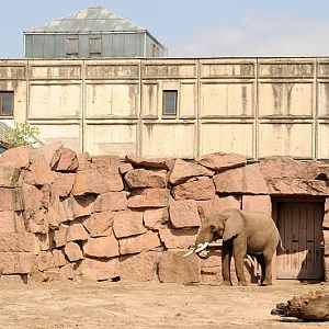 Pachyderm house