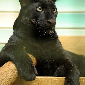 Young Black leopard