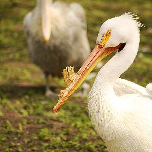 American white pelican