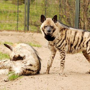 Striped hyenas