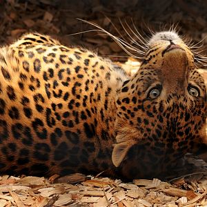 The female Chinese leopard