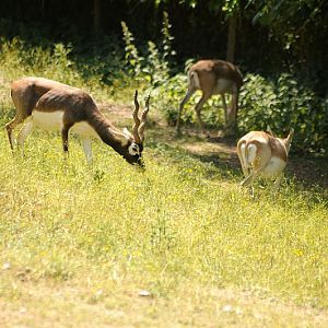 Blackbuck herd at Neuwied