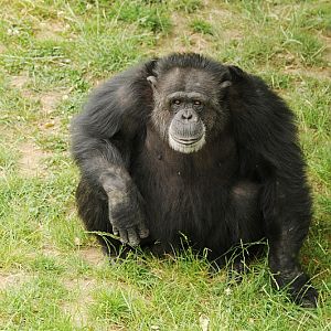 Male chimp at Neuwied