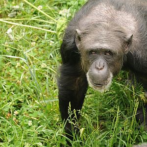 Female chimp at Neuwied