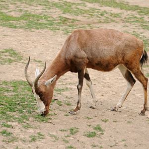 Blesbok