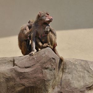 Baboons