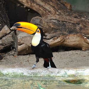 Toco Toucan