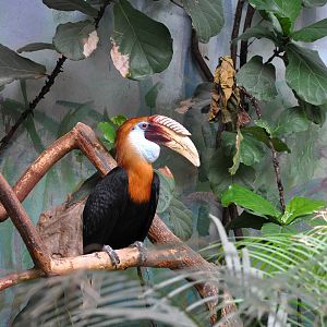 Blyth's Hornbill