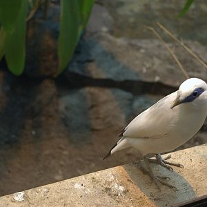 Bali Starling
