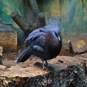 Victoria Crowned Pigeon