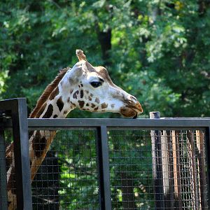 Giraffe exhibit