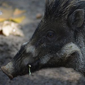 Visayan Warty Pig