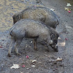 Visayan Warty Pigs