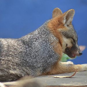 Island Fox